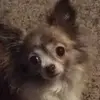 tmcclaskey - @carleywayne - TikTok