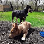 wayne and hopper carrigg - @germanaussiepups - Instagram