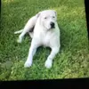 Buddy07 - @waynecastle24 - TikTok