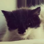 Bruce Wayne the Cat - @bruce.wayne.catt - Instagram