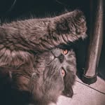Thomas Wayne - @wayne_the_catto - Instagram