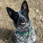 Wayne the Littlest Cattle Dog - @waynethelittlecattledog - Instagram