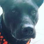 Wayne Cecil Graves - @theluckydoge2 - Instagram