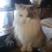 Wayne Chesser - Facebook