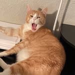 Bruce Wayne Chestnut - @bruce_dacat - Instagram
