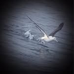 Wayne Christensen - @1hori2013 - Instagram
