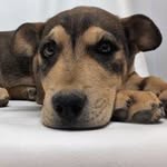 Bruce Wayne Cullotta - @theadventures_of_batdog - Instagram
