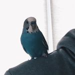 bauer wayne clement - @bauerthebird - Instagram