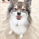 Wayne Jones Branch Compton - @pumsky_pomeranians_world - Instagram