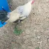 wayne - @waynecompton63 - TikTok