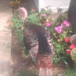 Wayne Conklin - @wayne.conklin.3511 - Instagram