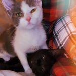 John Wayne & Conway Kitty - @johnwayneandconway - Instagram