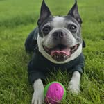 Wayne Cooper - @waynespetservices - Instagram