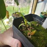 Wayne Cribb - @carnivorouscollectionz - Instagram