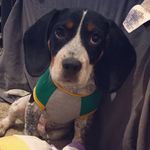 Darby Wayne - @darby.wayne.thebeagle - Instagram