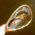 Wayne Deller - @waynedellerfishing - Instagram