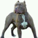 Wayne Duhon - @vayne00 - Instagram