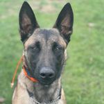 Rustopher Bruce Wayne Dupré - @rustythemal - Instagram