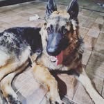 Bruce wayne Fernandes - @brucewaynefernandes - Instagram