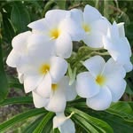Wayne flowers - @johnwayne4569 - Instagram