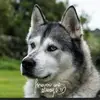 waynegallimore2 - @wayne.gallimore4 - TikTok