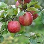 Wayne Geist - @apples18444 - Instagram