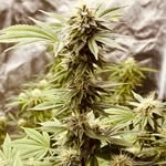 @wayne_genovese - Instagram