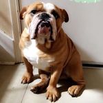 Bronx Wayne Gilman - @bronxiethebulldog - Instagram