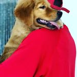Bruce Wayne | Golden Retriever 🐶 - @brucewaynegoldenretriever - Instagram