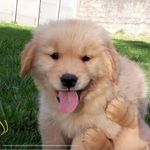 Bruce Wayne Golden - @bruce_wayne_goldenretriever - Instagram