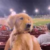 Wayne the Golden - @wayne.the.golden - TikTok