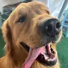 wayne - @wayne_golden2021 - TikTok