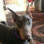 Wayne Gomes - @way455ct - Instagram