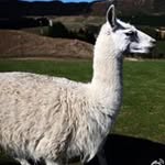 Wayne Gong - @gong3704 - Instagram