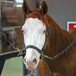 Wayne Gooden Equine - @wgequinephotography - Instagram