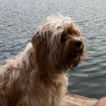 Wayne Goodrich - @walkswithcody - Instagram