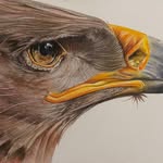 Wayne Gott - @the_illustrated_bird - Instagram