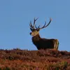 waynegourlay - @waynewildlife - TikTok