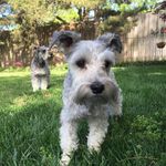 Wayne Gower - @wgower40 - Instagram