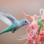Wayne Griffith | Nature & Wildlife Photographer - @griffith.photos - Instagram