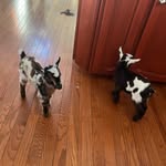 Wayne Grow - @applg8 - Instagram