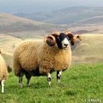wayne handley - @littleshepherdboy - Instagram