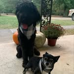Wayne&Hank - @wayne_and_hank - Instagram
