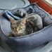 Wayne Hills Animal Hospital. - Facebook