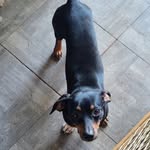 Wayne Hodge - @banditsausagedog - Instagram