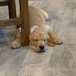 Hollis Wayne - @hollis.wayne_the_yellow_lab - Instagram