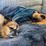 Bruce Wayne & Buddy Holly - @lil_barkerz - Instagram