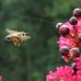 Wayne Wilkin's Backyard Bees Honey - Facebook
