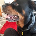 Wayne Howe - @howe.wayne - Instagram