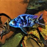 Wayne Hutchison - @shrimp4keeps - Instagram